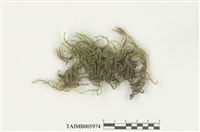 藏品(垂苔)的圖片